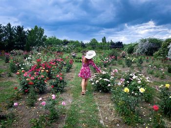 Rear view of woman in dress and hat picking up roses from the garden on a cloudy day