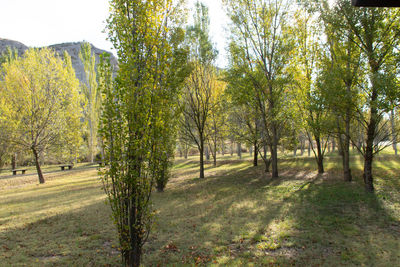 Trees on field in forest