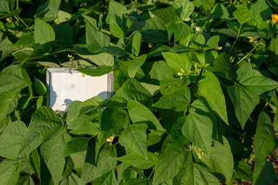 Close-up of green leaves