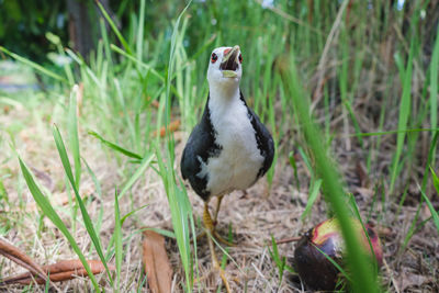 Bird perching on grass