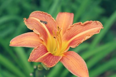 Close-up of orange day lily