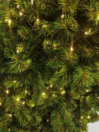 Close-up of illuminated christmas tree