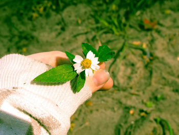 Close-up of a hand holding flower