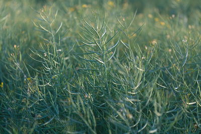 grass