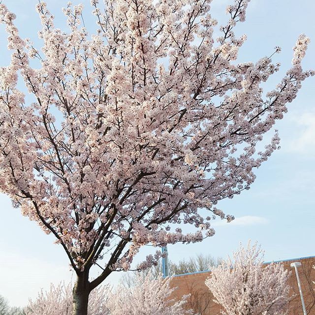 flower, tree, branch, cherry blossom, beauty in nature, freshness, growth, blossom, nature, low angle view, cherry tree, sky, fragility, white color, springtime, season, clear sky, tranquility, fruit tree, in bloom