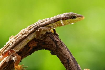 Close-up of lizard on branch