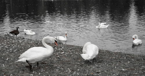 Birds flying over calm lake