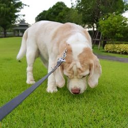 Close-up of dog on grass