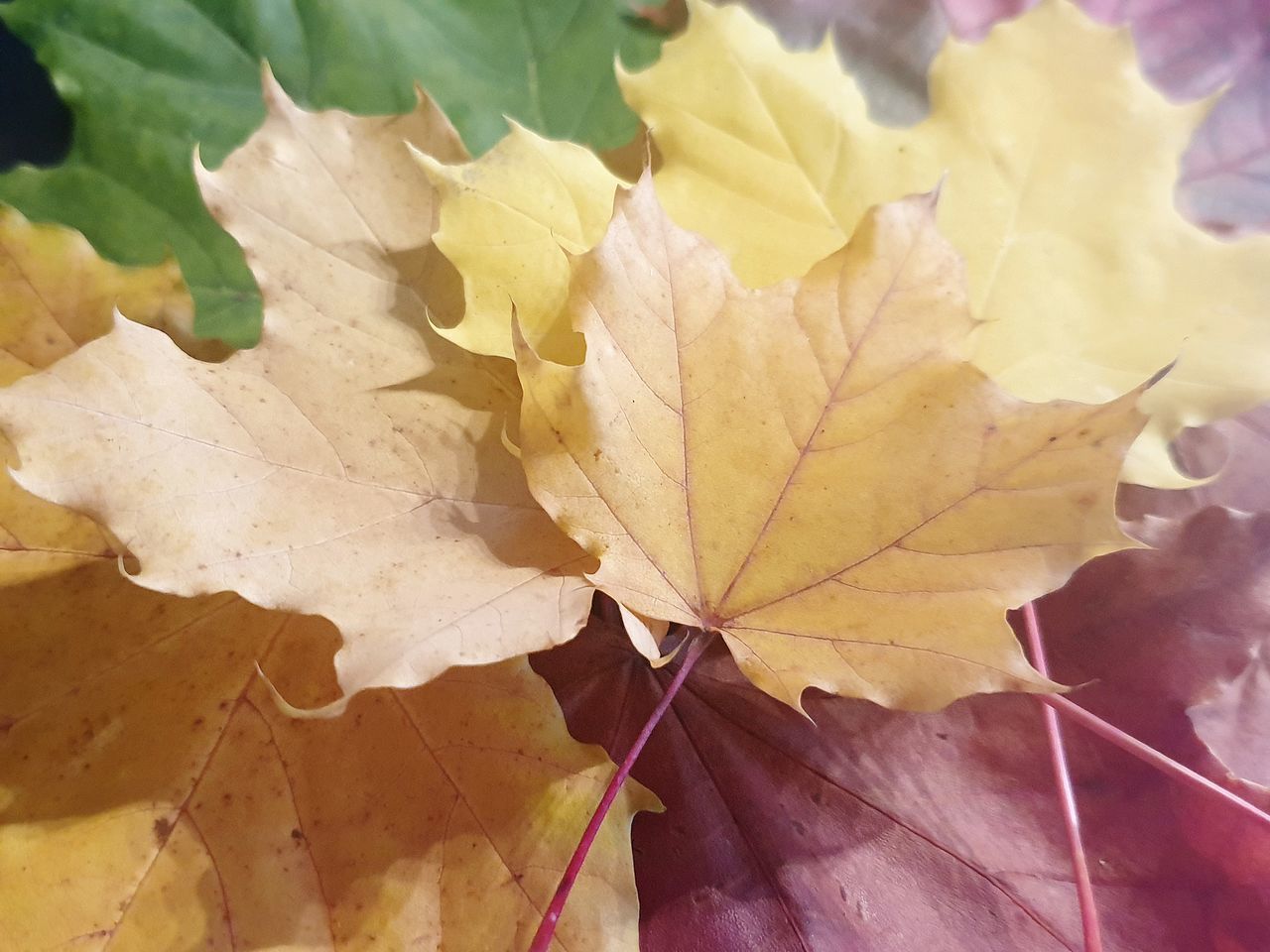 CLOSE-UP OF YELLOW MAPLE LEAVES ON AUTUMNAL