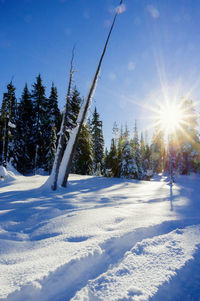 Trees on snow covered landscape against sky