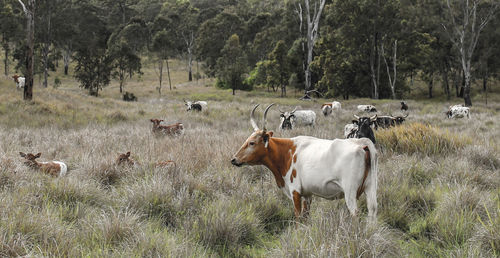 Cows grazing in a field