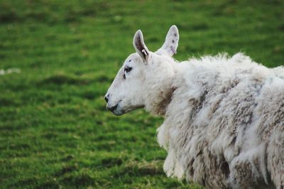 Sheep in a field