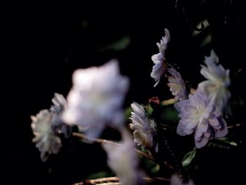 Close-up of fresh white flowers blooming on tree