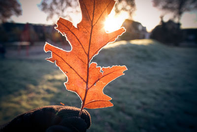 Close-up of maple leaf during autumn