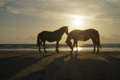 Horses on beach during sunset