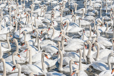 A huge flock of mute swans gather on lake. cygnus olor.