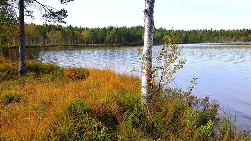 Scenic view of lake in forest against sky