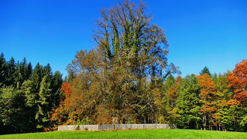 Trees on field against clear blue sky during autumn