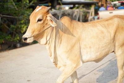 Cow standing in a horse