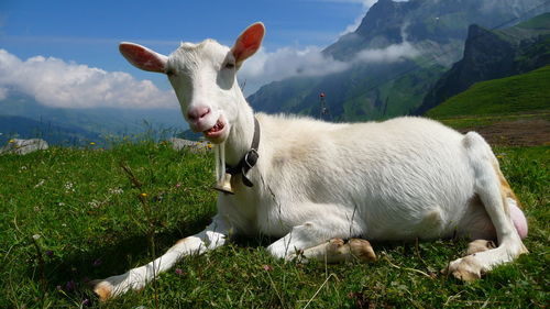 White goat on mountain