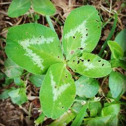 High angle view of green leaves on land