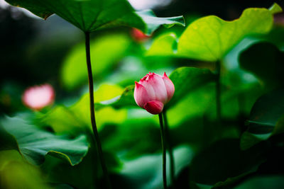 Close-up of pink lotus water lily