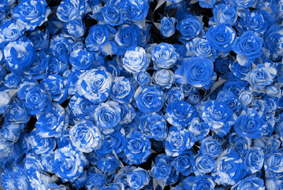 blue