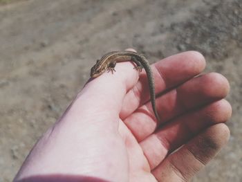 Close-up of hand holding leaf