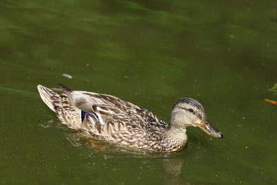 Duck swimming in lake