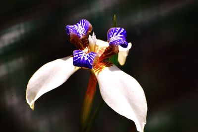 Close-up of purple crocus blooming outdoors