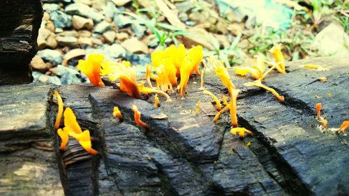 Close-up of yellow lizard on wood