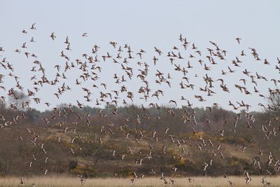 Flock of birds flying in the sky