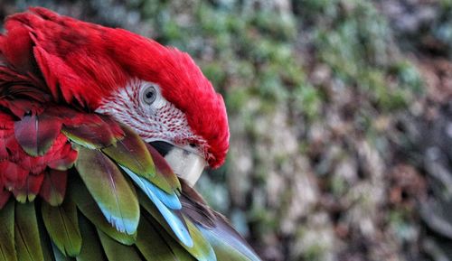 Close-up of a parrot