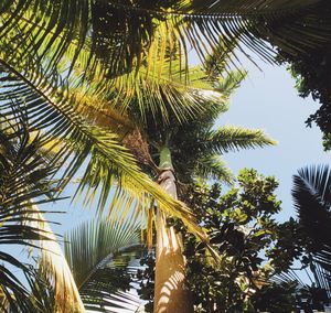 Low angle view of palm trees against sky