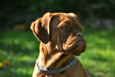 Close-up of a dog looking away