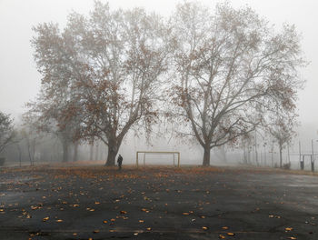 Trees in park during autumn