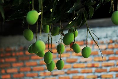 Low angle view of mango fruits growing on tree against brick wall
