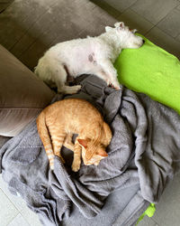 High angle view of dog sleeping