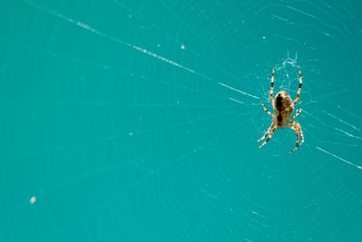 Close-up of spider on web