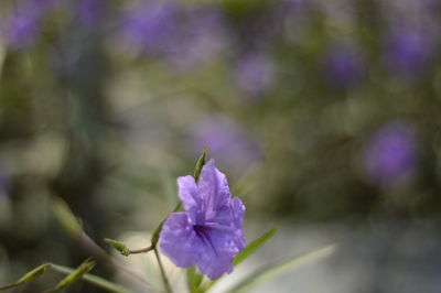 Close-up of purple flowering plant