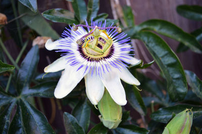 Close-up of purple flower in bloom