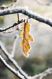 Close-up of frozen plant during winter