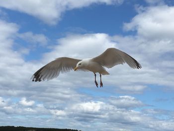 Low angle view of seagull flying in sky