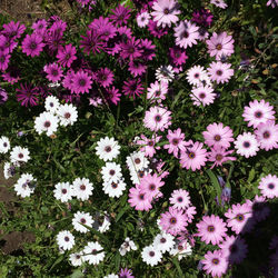 Close-up of pink flower blooming in field