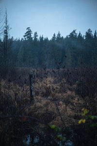 Scenic view of forest against sky