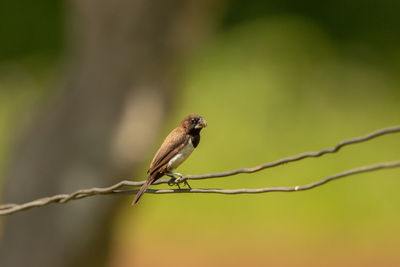 Close-up of bird perching on twig