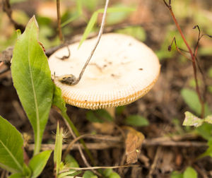 Close-up of mushroom growing on field