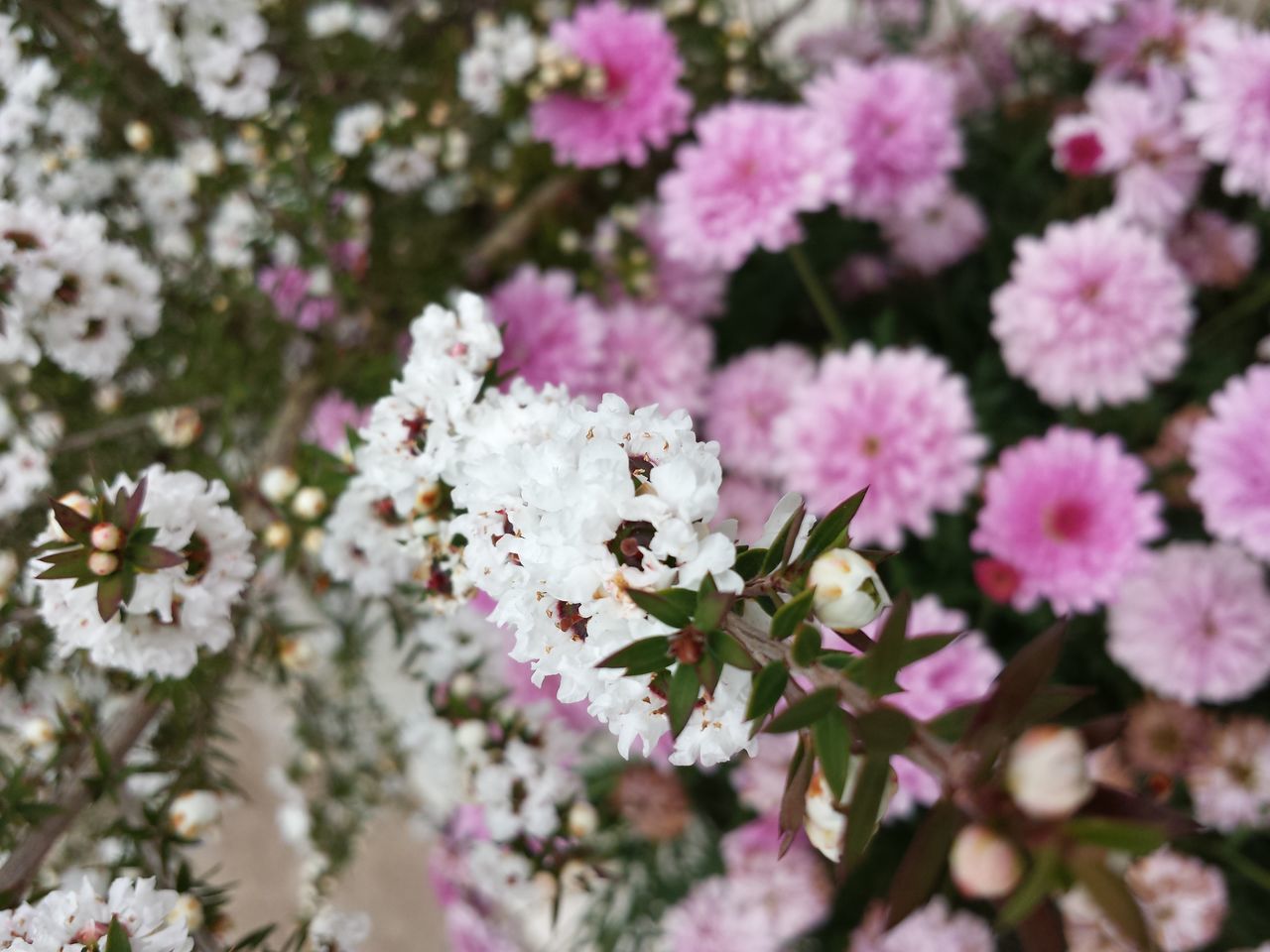 flower, freshness, fragility, growth, petal, beauty in nature, pink color, nature, blooming, flower head, focus on foreground, close-up, in bloom, plant, blossom, park - man made space, outdoors, selective focus, day, white color