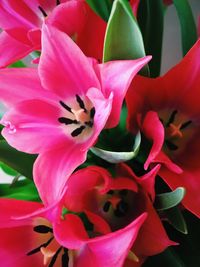 Close-up of pink flower