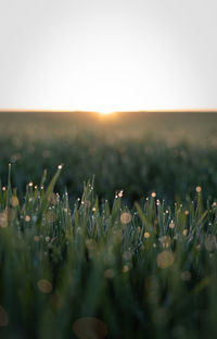 Plants growing on field against sky during sunset